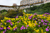 Alcatraz Island Colors