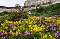 Alcatraz Island Colors