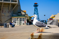 Alcatraz Island Bird Watching